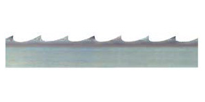 ใบเลื่อย เฟลคแบ็ค